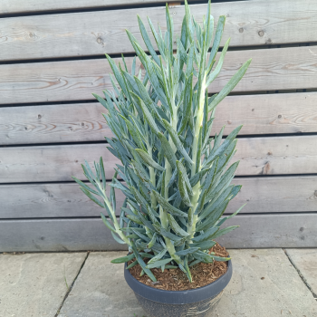 Senecio (Starček obyčajný) ´MOUNT EVEREST´ - kont. C10L, výška 50-60 cm